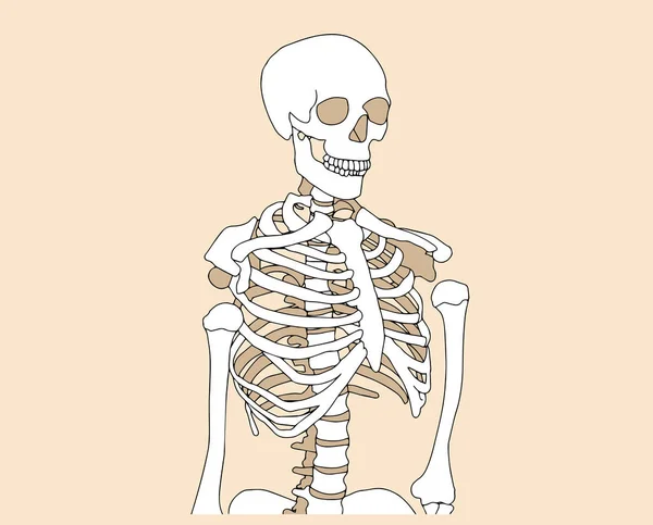 Mänskliga Skelett Poserar Isolerad Över Bakgrund Vektor Illustration Vektorillustration — Stock vektor