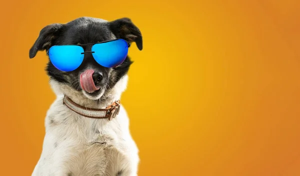 Een Grappige Hond Gekleed Zonnebril Gele Verhelderende Achtergrond Zomervakantie Concept — Stockfoto