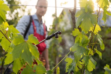 Profesyonel iş kıyafeti giyen ve üzüm yapraklarına böcek ilacı sıkan bir adam. Bahçedeki hasatı koruyorum.