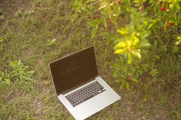 laptop in green grass and cherry tree