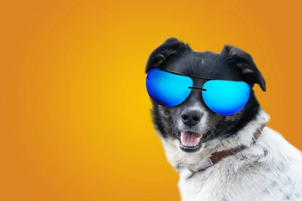 Funny Dog Dressed Sunglasses Yellow Illuminating Background Summer Holidays Concept — Stock Photo, Image