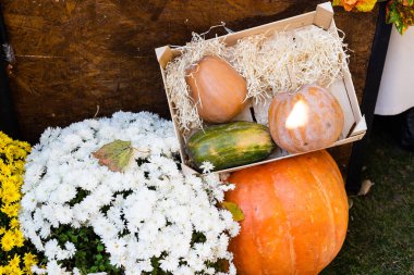 kabak ve diğer dekor nesnelerle Halloween süslemeleri