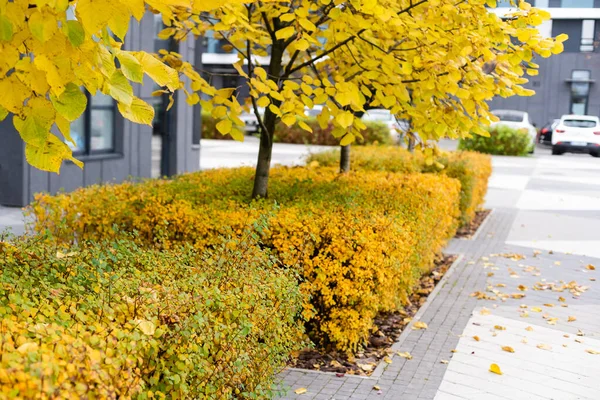 Apartment Building Complex Fall Season Colorful Autumn Leaves — 스톡 사진