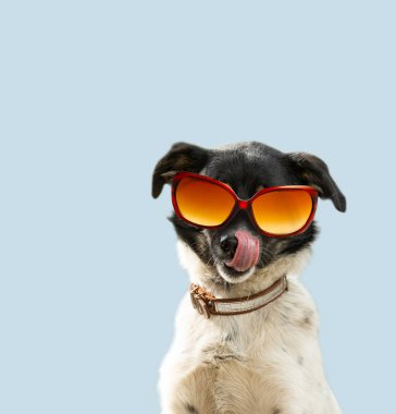 Dog in studio licking itself looking at camera