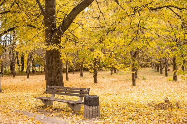 Colorido Follaje Parque Otoño — Foto de Stock