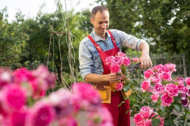 Odanın gülünü makasla kes. Güllerin bakımı