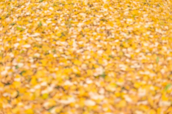 Εποχιακά Φθινοπωρινά Υπόβαθρο Της Πολύχρωμα Φύλλα — Φωτογραφία Αρχείου