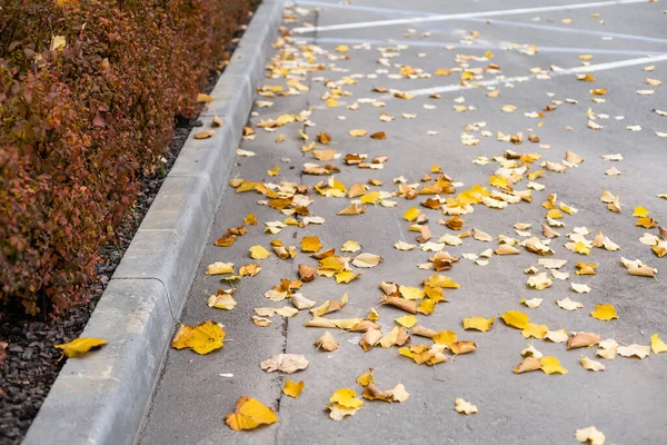 Autumn Fallen Leaves High Quality Photo — Φωτογραφία Αρχείου