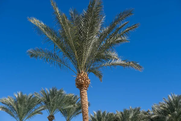 Palme Contro Cielo Blu Palme Sulla Costa Tropicale Albero Cocco — Foto Stock