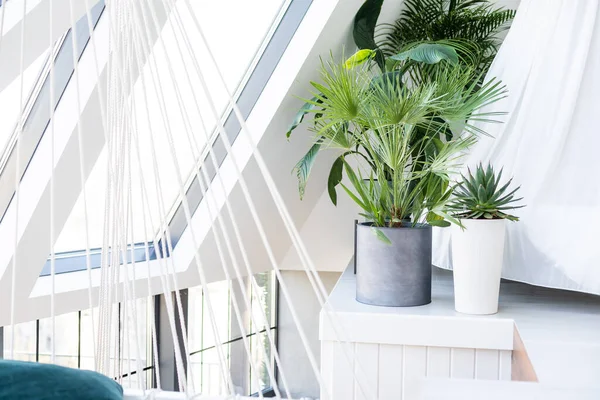 houseplants, palm trees in the interior.