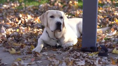 Labrador bağlandı ve direğin yanında bekliyor..