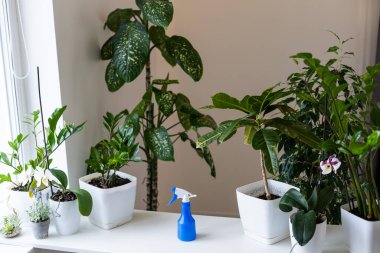 Saksıda saksılar, gri arka planda spreyler. Farklı saksılarda çeşitli tropikal yeşil bitkilerin toplanması. Evde bahçıvanlık, iç dekorasyondaki saksılarla ilgilenme, hobi konsepti..