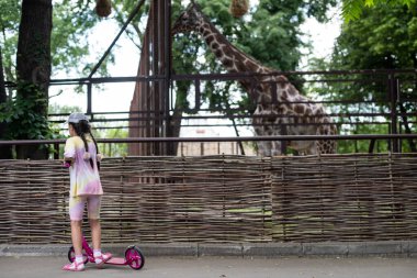 Sıcak ve güneşli bir yaz gününde hayvanat bahçesinde hayvanları izleyen sevimli küçük bir kız. Hayvanat bahçesindeki hayvanlara hayran bir çocuk. Hayvanat bahçesinde aile zamanı.