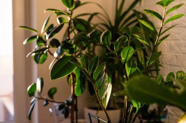 Farklı evlerdeki bitkiler bir dolapta saksılar tasarladılar.