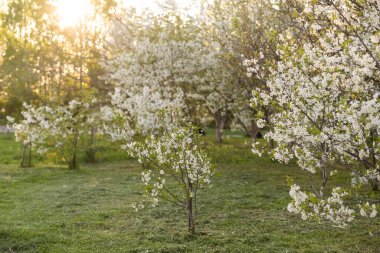 Yeni gelişen ağaç bahar kırsal çayır üzerinde