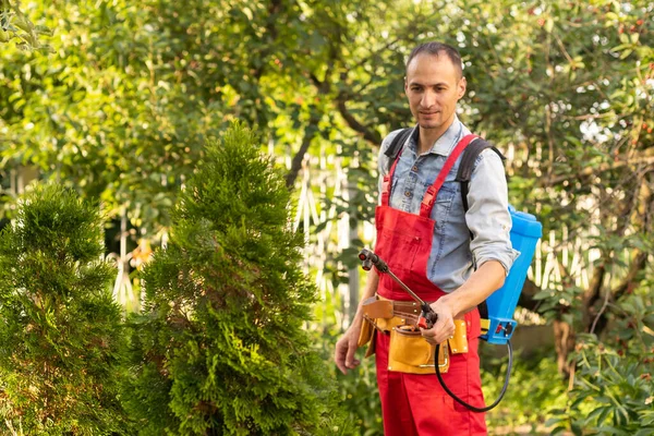 Jardineiro Aplicando Fertilizante Inseticida Para Seu Thuja Usando Pulverizador — Fotografia de Stock