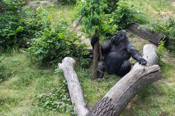 West Lowland Silverback Gorilla Tree Rainforest Black White — Foto de Stock