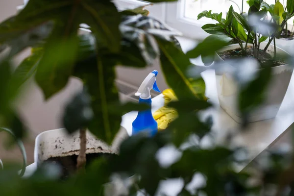 Potgrond Sproeier Grijze Achtergrond Verzameling Van Diverse Tropische Groene Planten — Stockfoto