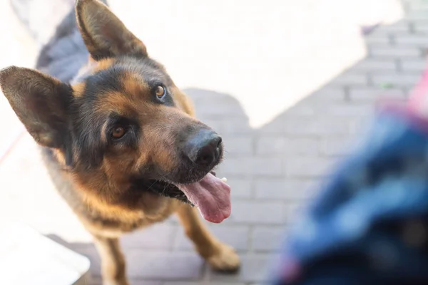 Dog playing outside smiles. Curious dog looking at the camera. Close-up of a young mix breed dog head outdoors in nature sticking out his tongue. Homeless mongrel dog waiting for a new owner