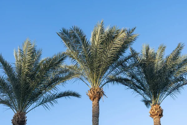 Palmy Przeciwko Błękitnemu Niebu Palmy Tropikalnym Wybrzeżu Drzewo Kokosowe Drzewo — Zdjęcie stockowe