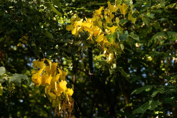 Folhas Vidoeiro Amarelas Ramo — Fotografia de Stock