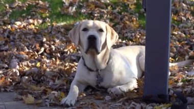 Altın renkli bir labrador sokakta bir mağazanın yanında sahibini bekliyor. Köpek tasmasıyla korkuluğa bağlanmış. Köpek uzağa bakıyor..