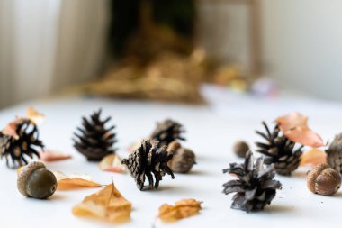 Beyaz arkaplanda kuru yapraklar, koniler ve meşe palamutları.