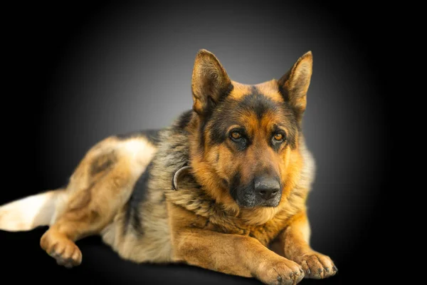 Owczarek Niemiecki Pies Portret Przed Czarnym Tle — Zdjęcie stockowe