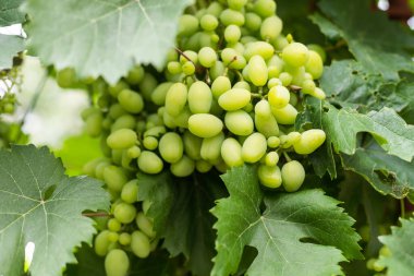Ripe grapes on the bushes of vineyards.