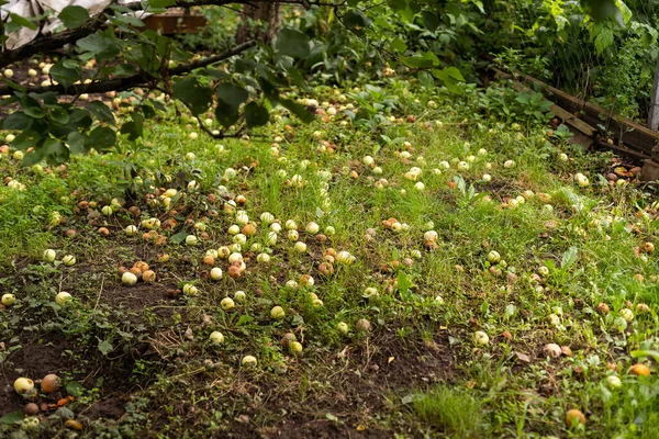 Fallen Apples Orchard Industrial Apples Harvest Apples Background Apples Lying — Foto Stock