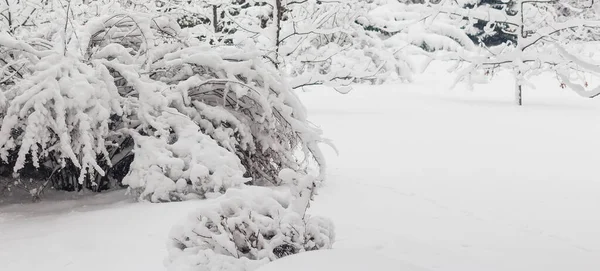 Снігові Рослини Освітлені Сонцем Взимку Розмиті Природним Фоном Лісова Папороть — стокове фото