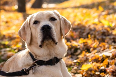 Labrador bağlandı ve direğin yanında bekliyor..