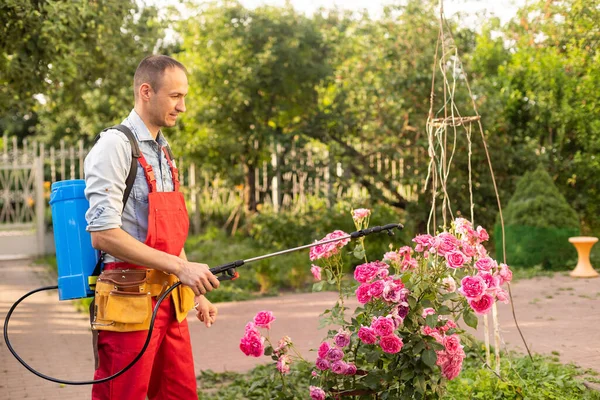 man with backpack garden spray gun under pressure handling bushes roses.