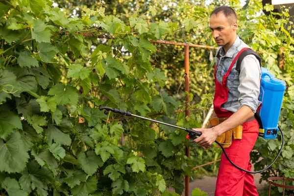 Uomo Che Indossa Abiti Lavoro Professionali Spruzza Pesticidi Sulle Foglie — Foto Stock