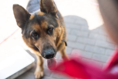 Sevimli bir Alman çoban köpeği.