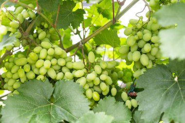 taze yeşil üzüm asma üzerinde. Yaz güneş ışıkları. odak resim.