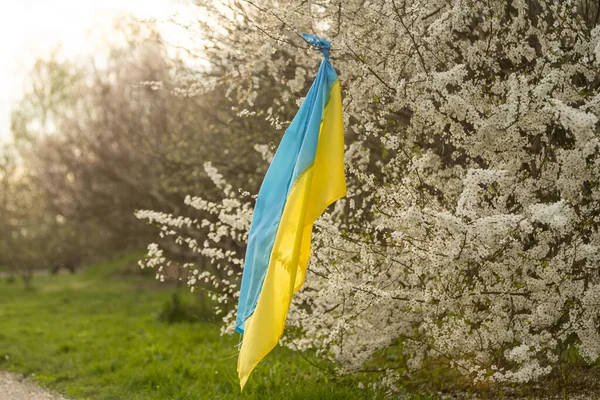 Прапор Українки Жовтий Синій Квітковому Саду — стокове фото