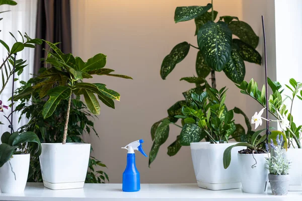 Sprayer Für Die Pflanzenpflege Zimmerpflanzen Hintergrund — Stockfoto