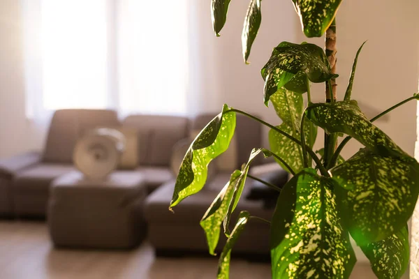 Dieffenbachia amoena genellikle dekoratif yaprakları için bir ev bitkisi olarak yetiştirilen bir monocot. Çok popüler ve gölgeleri seven bir bitki..