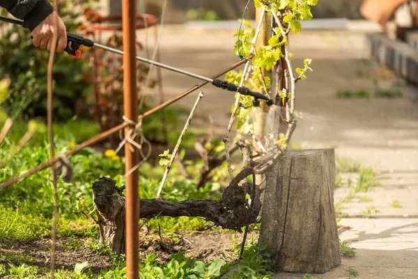 Coltivatore Che Spruzza Piante Verdi Vegetali Giardino Con Erbicidi Pesticidi — Foto Stock