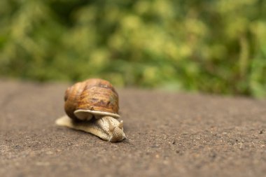 Big snail, Helix pomatia also Roman snail, Burgundy snail, edible snail or escargot