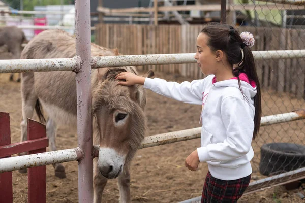 Happy Little Girl Feeding Donkeys Zoo — Fotografia de Stock