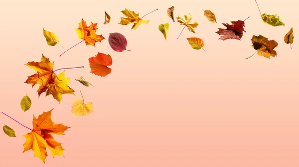 Autumn Composition Frame Made Autumn Leaves Acorn Pine Cones White — Photo