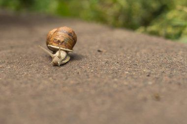 Big snail, Helix pomatia also Roman snail, Burgundy snail, edible snail or escargot