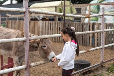 Happy little girl feeding donkeys in the zoo