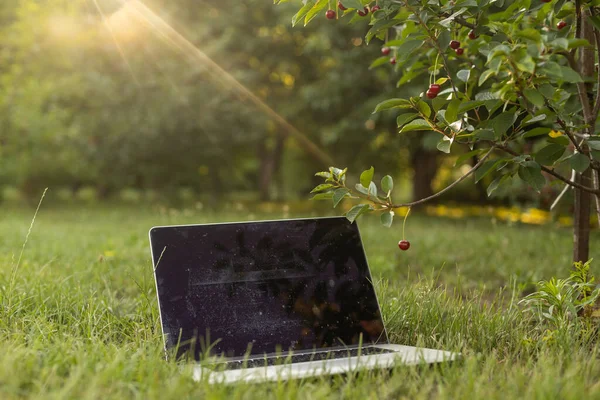 Laptop on green grass laptop and cherry tree.