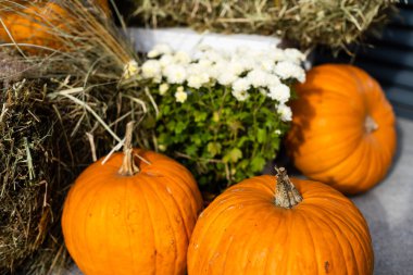 Sonbahar dekoru, balkabakları ve mevsimlik çiçeklerle kompozisyon.