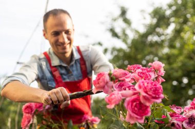 Sarmaşık gülleri budama Bahçe budama makası ile bahçıvan. Bahçe budama makası ile budama ve eğitim tırmanma gül.