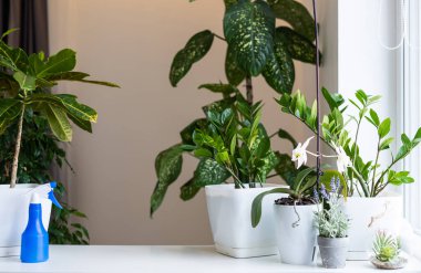 Ekin haşerelerine karşı saksı bitkileri. İçerideki çiçekler, uyuşturucular, bitki hastalıklarına karşı ilaç şişeleri ve pencere kenarındaki spreyler.