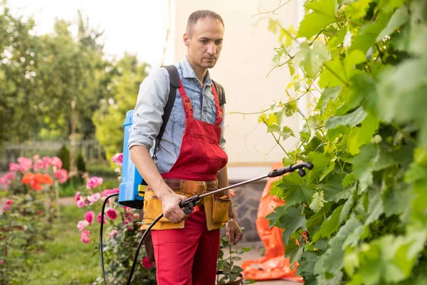 Man spraying a vineyard. Man spraying chemicals on grapes in vineyard.